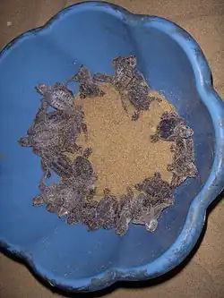 Hatchling