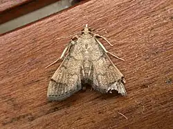 Omiodes indicata