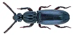 Omoglymmius batchianus is a species of beetle in the subfamily Rhysodidae. It was described by Arrow in 1901.