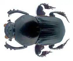 Onitis subopacus