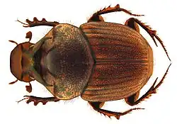 Onthophagus rectecornutus male