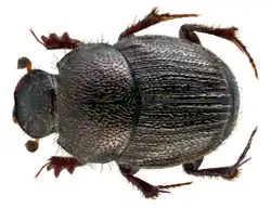 Onthophagus parvulus male