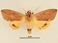 Ophiusa discriminans male