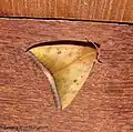 Ophiusa trapezium