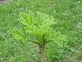 Oplopanax horridus