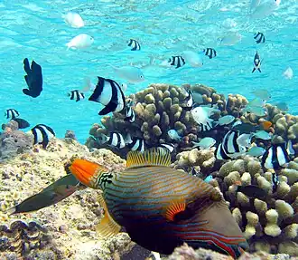 Image 74In the foreground is an orange-lined triggerfish displaying spines. Triggerfish have mouths that crush shells. Orange-lined triggerfish are particularly aggressive. The black and white fish are three-stripe damselfish and the unstriped fish are blue-green chromis damselfish. If the triggerfish attacks, the damselfish will hide in the nearby cauliflower coral. If the triggerfish wants to hide, it will squeeze into a coral crevice and lock itself in place with its spines. (from Coral reef fish)