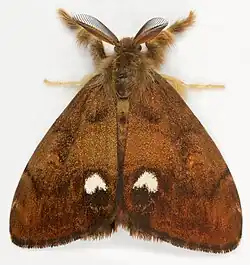 volant male imago