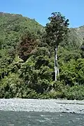Northern rātā on flower behind Ōrongorongo River