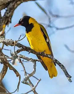 Individual in the Kruger Park, South Africa.