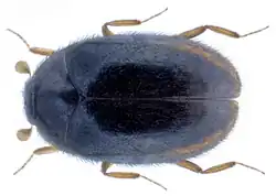 Orphinus fulvipes