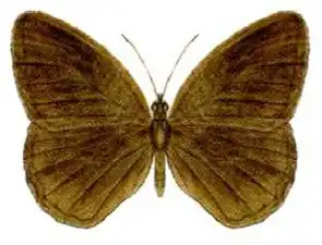 Dorsal view