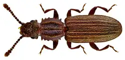 Oryzaephilus surinamensis