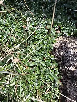 Leaves