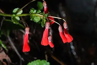 Inflorescence