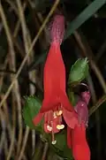 Corolla with exserted stamens and style