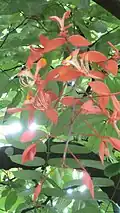 Amherstia nobilis flowering