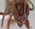Front view