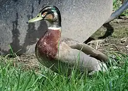 Male mallard x Pacific black duck hybrid