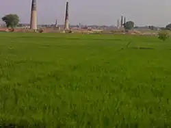 Paddy fields