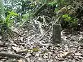 Border stone at the Mount Nuang hiking track, marking the state boundary between Selangor and Pahang.