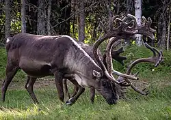 Grazing caribou