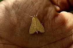 Paliga machoeralis
