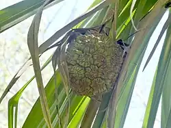 Unripe fruit