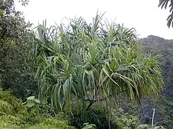 A lush, green tropical tree with long, spiky leaves and clusters of round, green fruits.