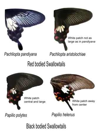 Similar species