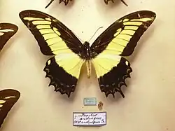 Male