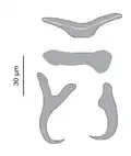 Hard parts of the haptor