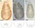 Enterogyrus malmbergi, body