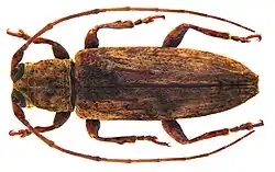 Top view of body and antenna of Trichohestima unicolor