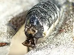 Close up of the hardened sphragis extruding 2 to 3&nbsp;mm behind the abdomen of Parnassius