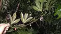 Leaf back