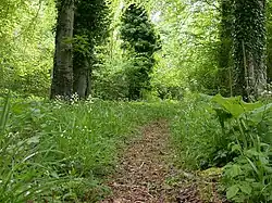 Chappetts Copse