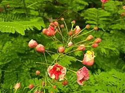 Buds opening