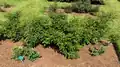 'Perfume Delight' tea rose bushes at Elizabeth Park Conservancy