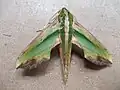 Pergesa acteus