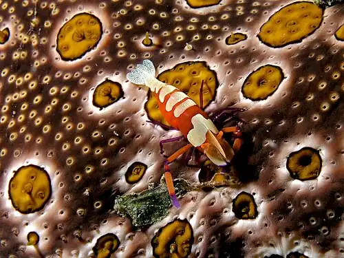 Emperor shrimp on a leopard sea cucumber (Bohadschia argus) near Dili Timor Leste, 2006