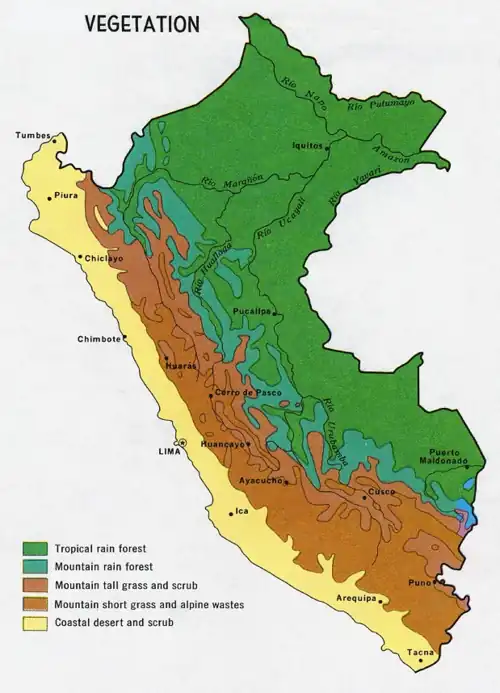 Vegetation of Peru. Mountain rainforest in blue-green.
