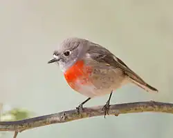 Female Hobart, Tasmania