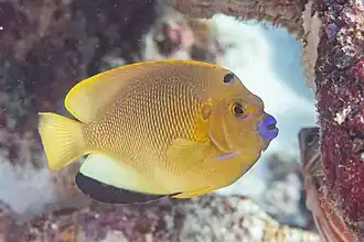 Pez ángel (Apolemichthys trimaculatus), Zanzíbar, Tanzania, 2024-05-30, DD 74