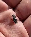 Phaenops guttulata, Russia