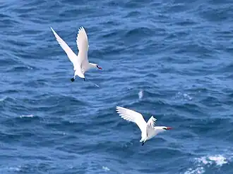 circling courtship
