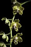 Flowers growing on a pendent inflorescence