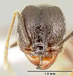 The head view of a "ajor" worker of P. purpurea, with a scale to distinguish size