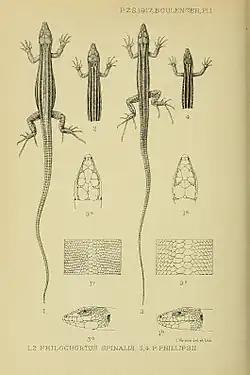 PHILOCHORTUS