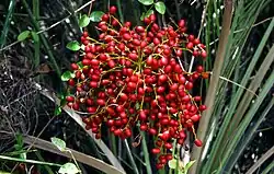 Fruits in Sri Lanka