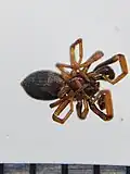 Ventral view, found dead.
